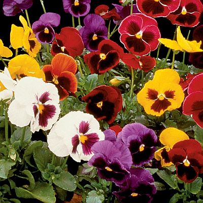 pansy f flower seeds