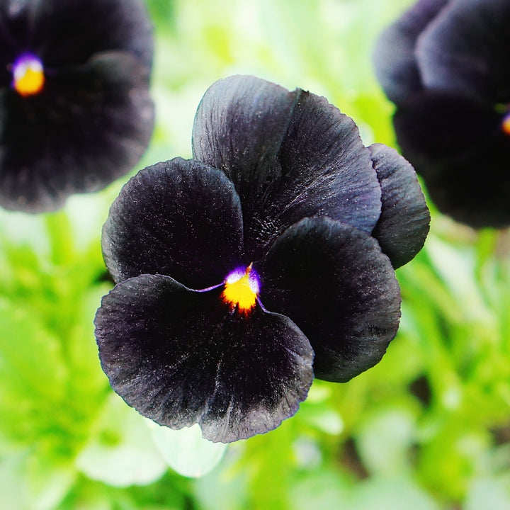 Giant Pansy Flower Seeds Black – Heirloom, Non-GMO, High Germination Seeds