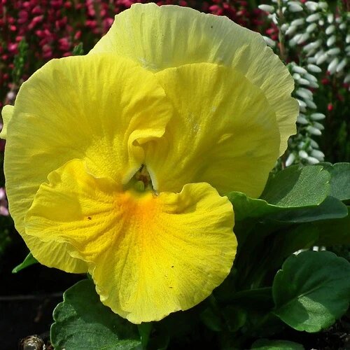 Pansy Flower Seeds Yellow – Heirloom, Non-GMO, High Germination Seeds
