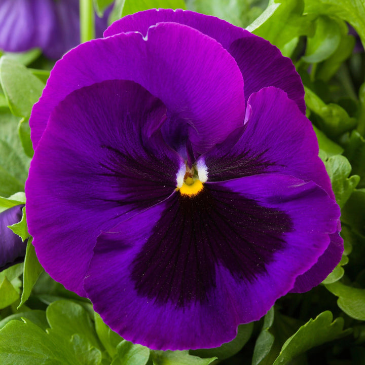 Semillas de Pensamiento Gigante Morado - Variedad Tradicional, No Modificado Genéticamente, Alta Germinación