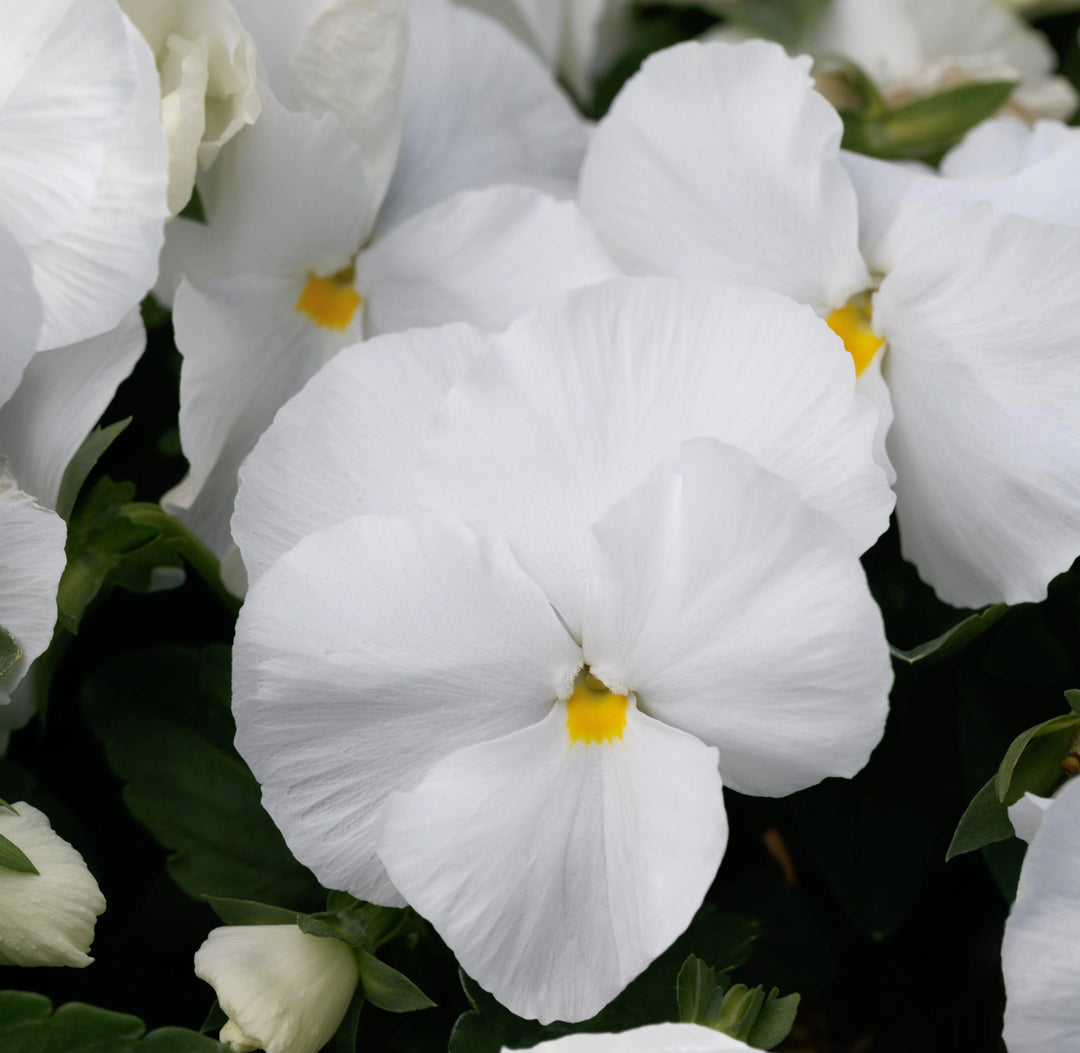 Giant Pansy Flower Seeds White – Heirloom, Non-GMO, High Germination Seeds