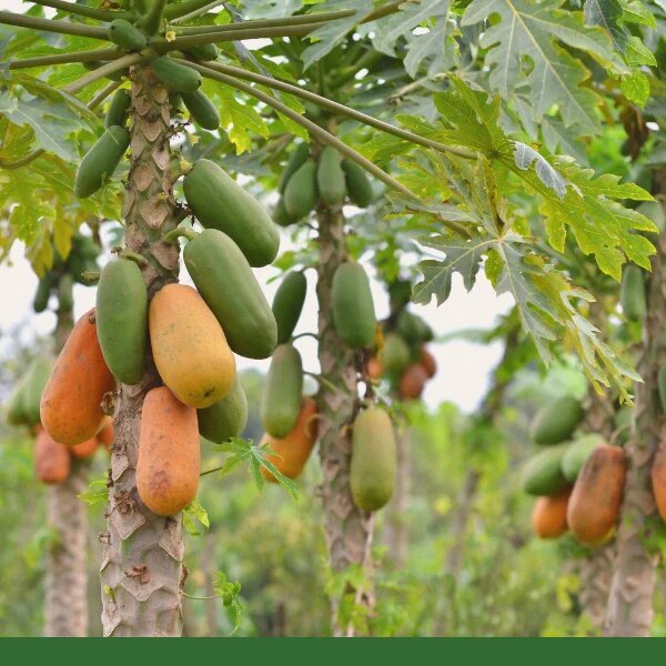Gemischte Papayasamen zum Pflanzen – Alte Sorten, gentechnikfrei, hohe Keimrate, Bio-Gartensamen