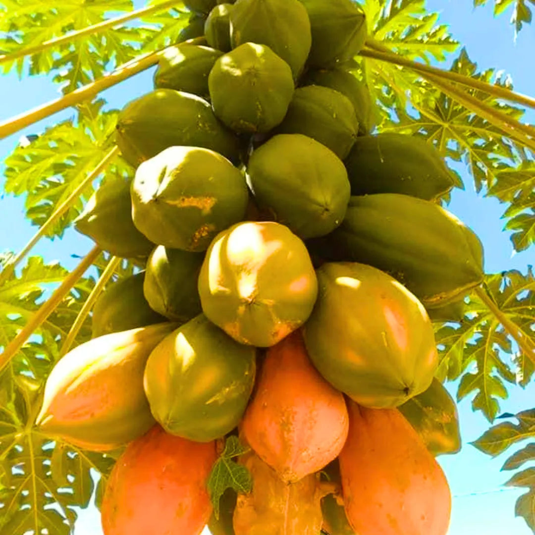 papaya carica flower seeds