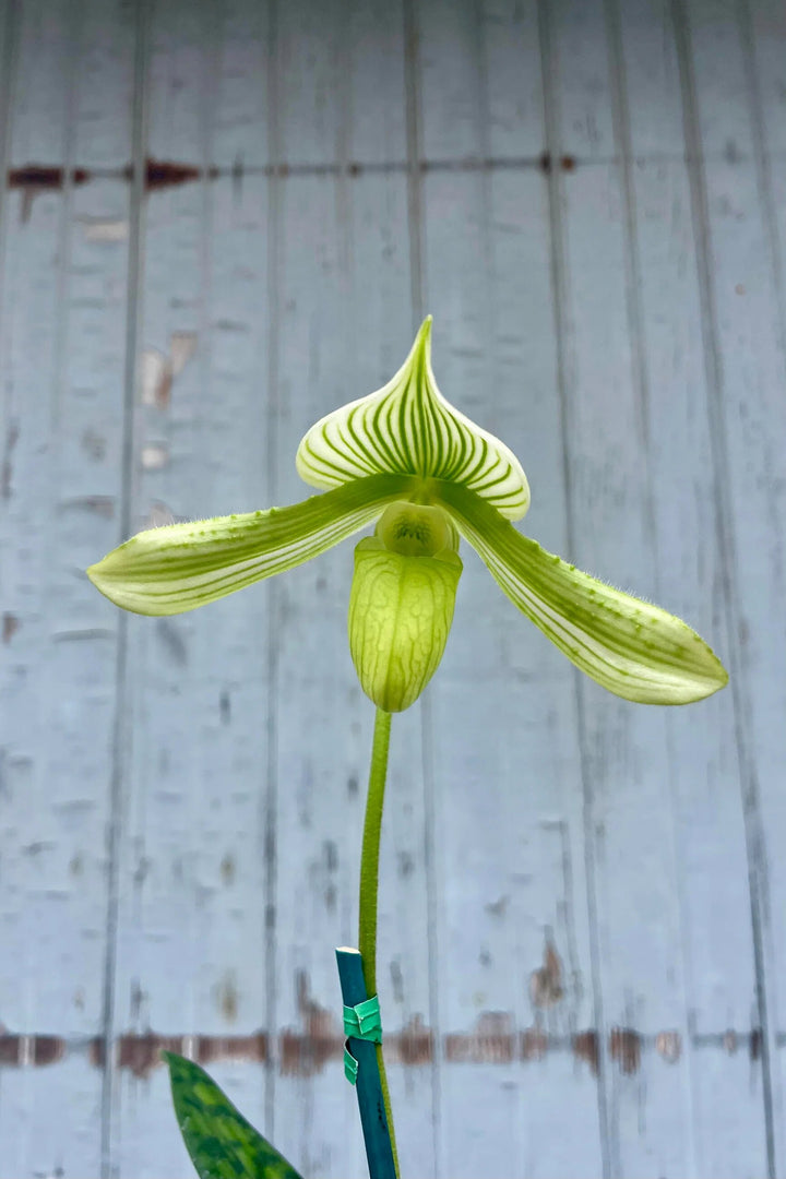 Green Cypripedium Flower Seeds – Heirloom, Non-GMO, High Germination Seeds