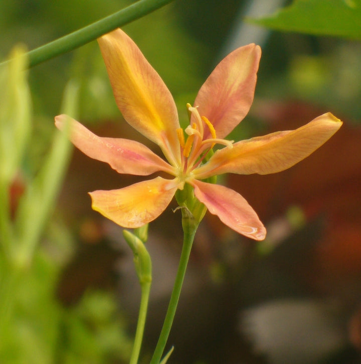 Orange Pardancanda Flower Seeds – Heirloom, Non-GMO, High Germination Seeds