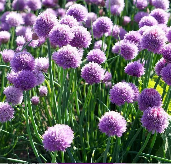 parklandscapedroughttoleranceornamentalalliumheirloomnongmohighgerminationorganicgarden flower seeds