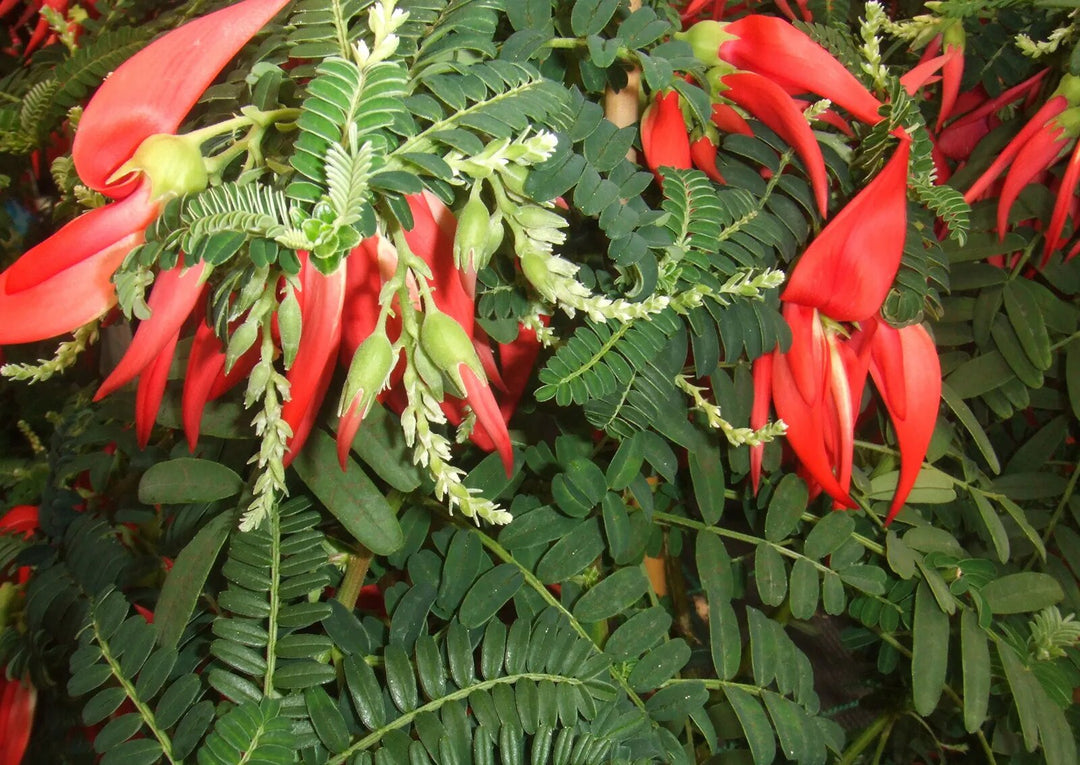 Clianthus Flower Seeds Red for Planting – Heirloom Non-GMO High Germination Seeds