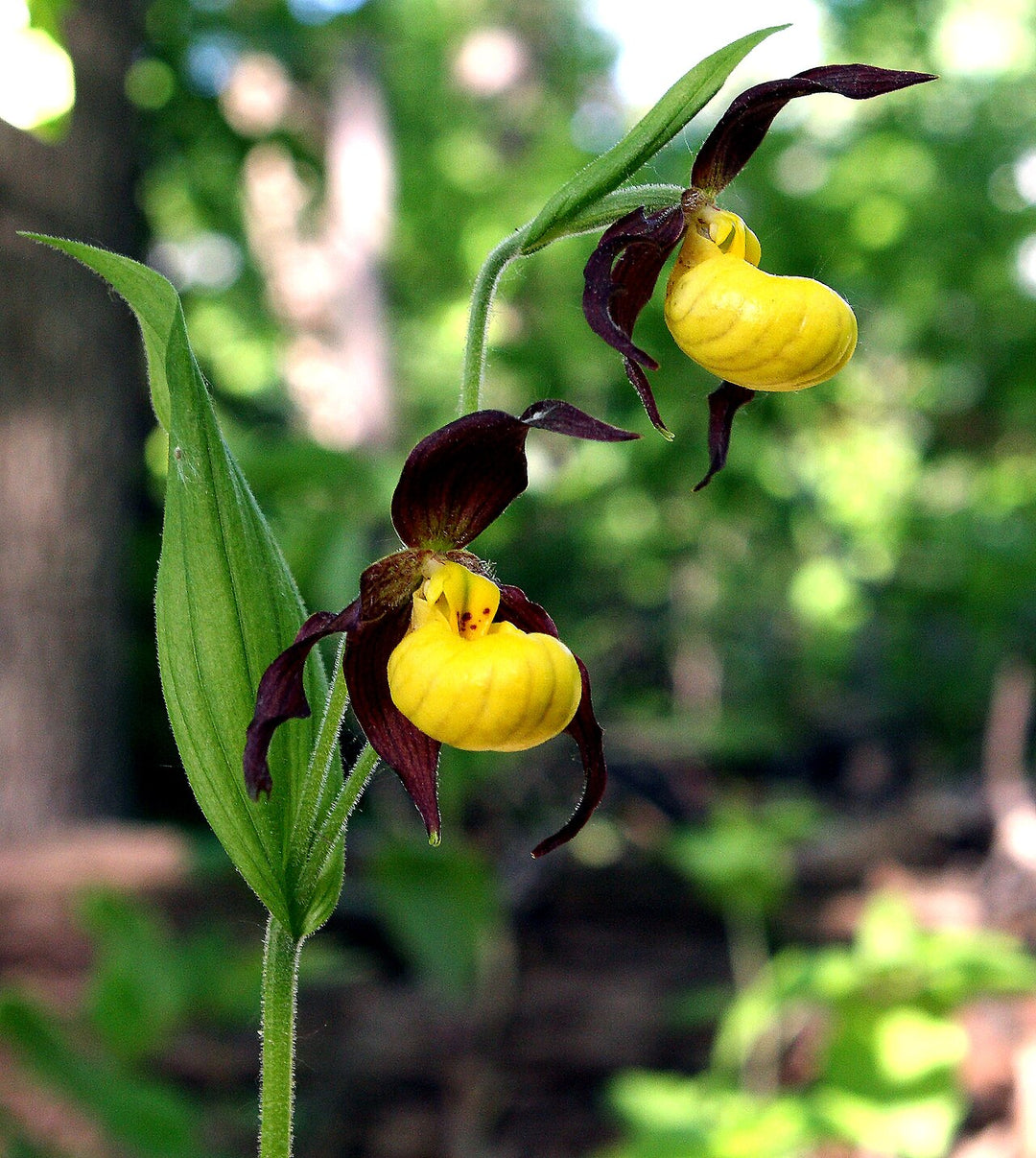 Yellow Marron Cypripedium Flower Seeds – Heirloom, Non-GMO, High Germination Organic Seeds