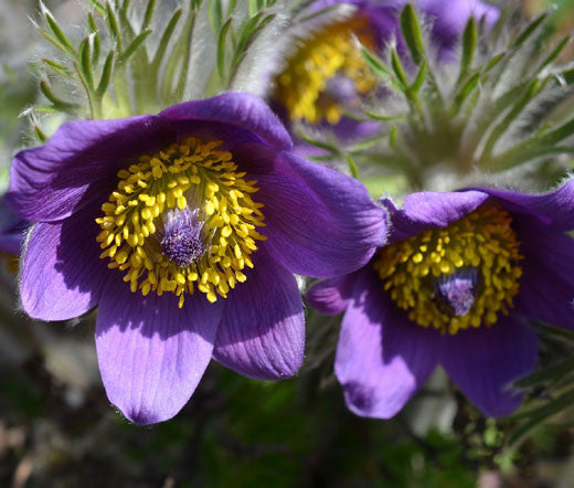 Semillas de Pulsatilla Morada – Reliquia, No Modificadas Genéticamente, Semillas de Jardín Orgánicas de Alta Germinación para Sembrar