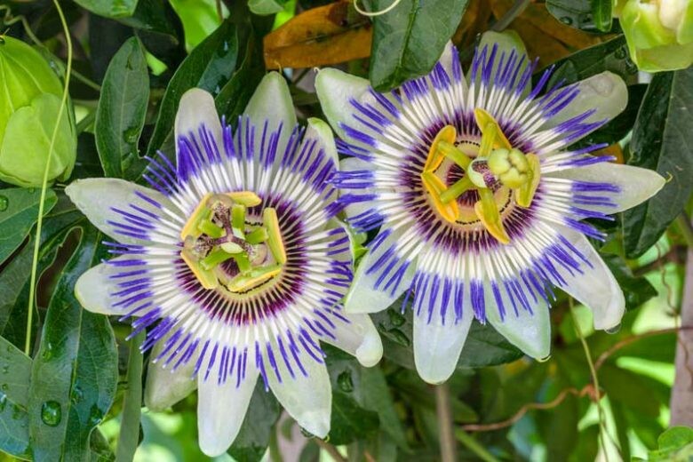 White Purple Passiflora Flower Seeds for Planting – Heirloom Non-GMO Organic Garden Seeds