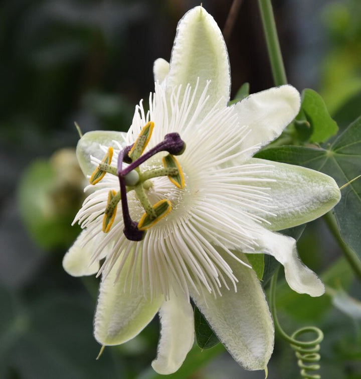 White Passion Flower Seeds – Heirloom, Non-GMO, High Germination Seeds