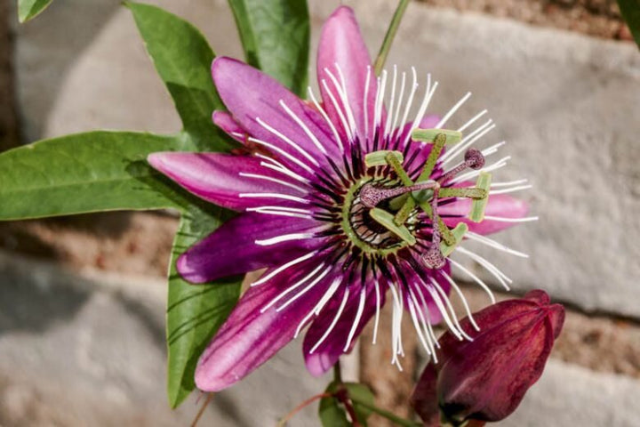Semillas de Flor de la Pasión Ps Rosadas – Variedad Antigua, No OGM, Semillas Orgánicas de Alta Germinación para Siembra en Jardín