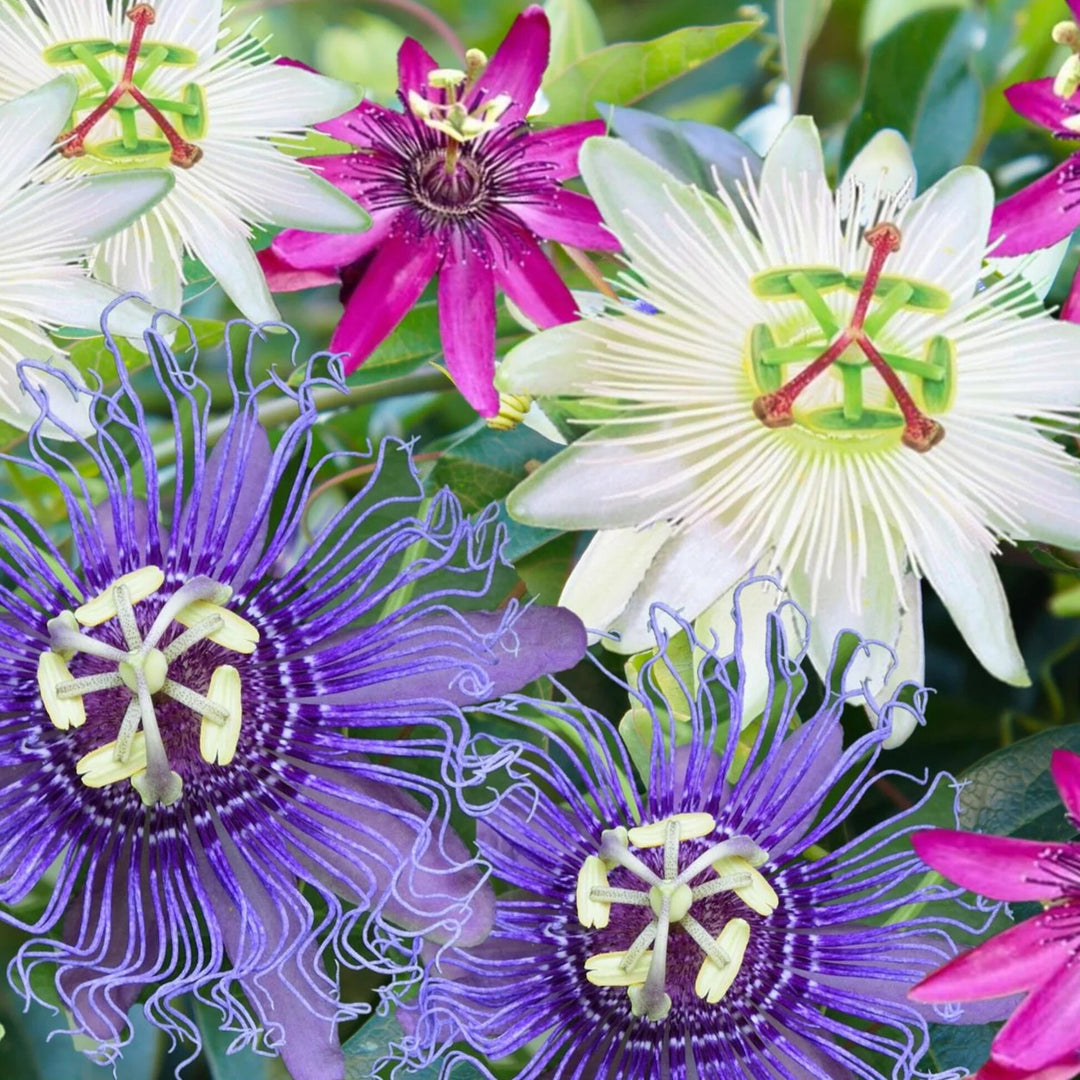 Mixed Passion Perennial Flower Seeds – Heirloom. Non-GMO, High Germination Seeds