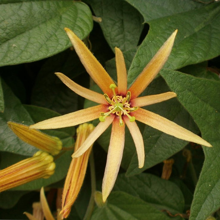 Orange Passiflora Ligularis Flower Seeds – Heirloom, Non-GMO, High Germination Seeds