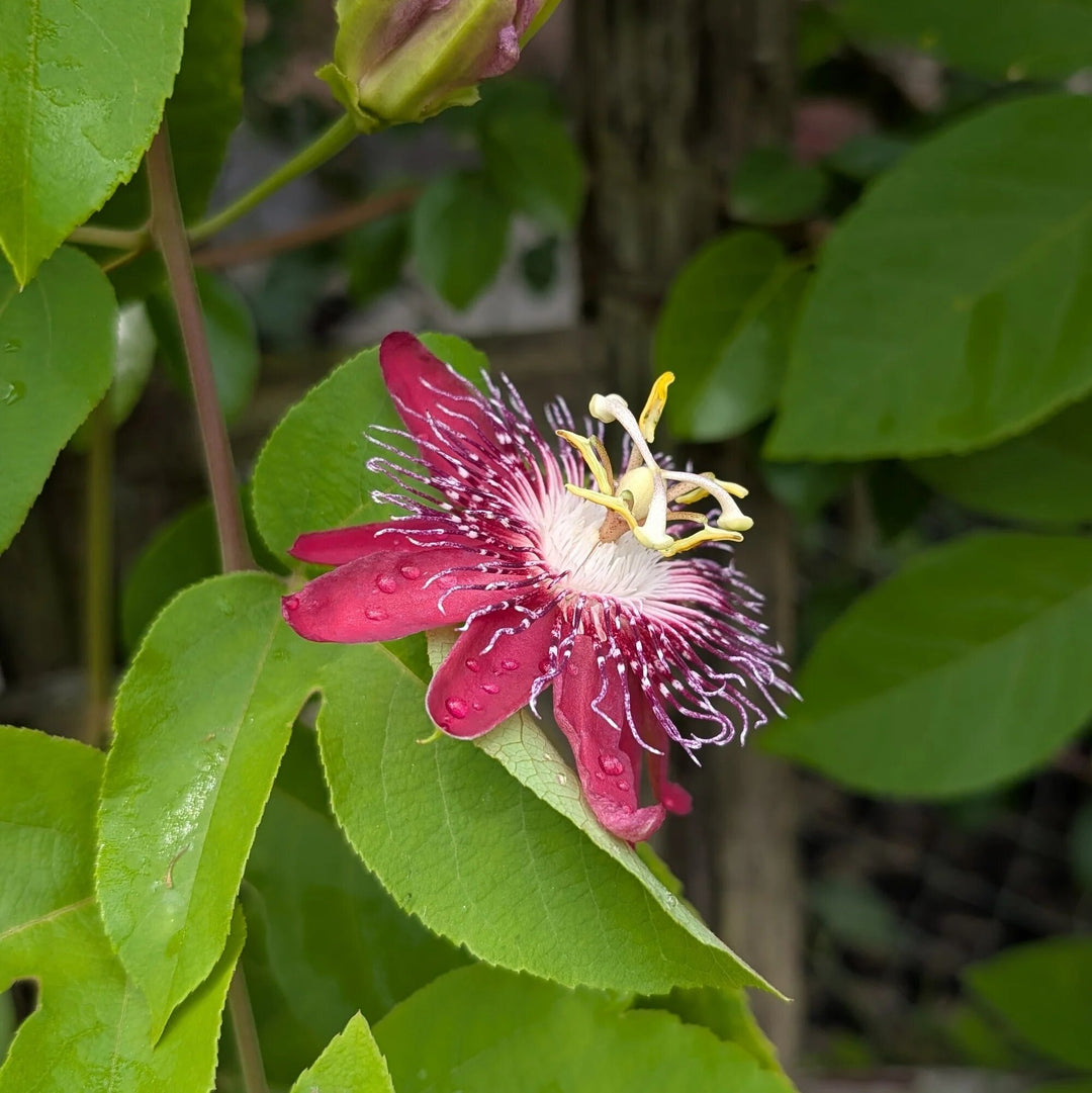 Maroon Passion Flower Seeds – Heirloom, Non-GMO, High Germination Seeds