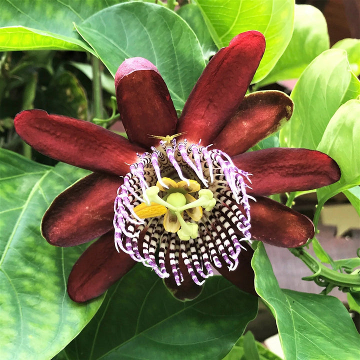 Maroon Passion Flower Seeds – Heirloom, Non-GMO, High Germination Seeds