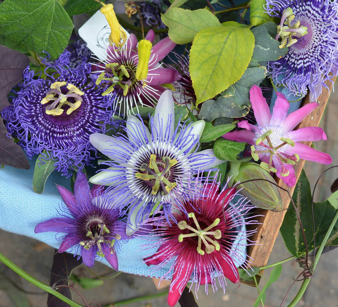 Mixed Passiflora Flower Seeds – Heirloom, Non-GMO, High Germination Seeds
