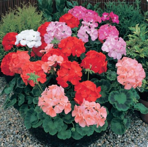 pelargonium hortorum flower seeds