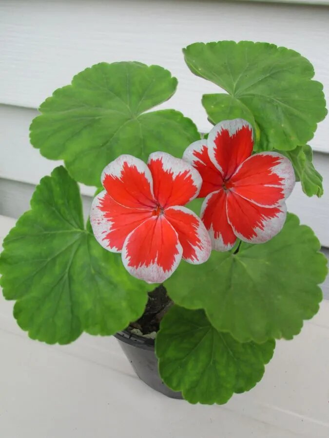 Orange White Univalve Geranium Flower Seeds – Heirloom, Non-GMO, High Germination