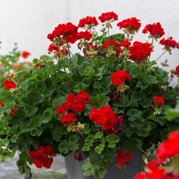 Geranium Pelargonium Flower Seeds Red – Heirloom Non-GMO Organic Garden Seeds