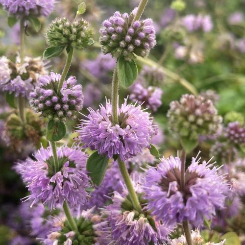 purple pulegium flower seeds