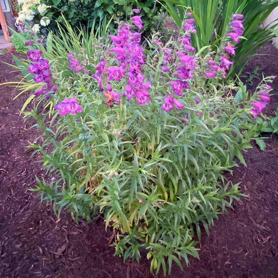 violet penstemon flower seeds