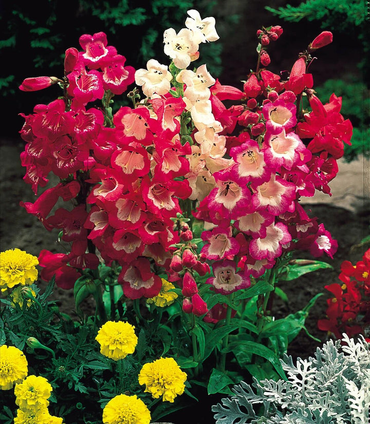 Mixed Penstemon Flower Seeds – Heirloom, Non-GMO, High Germination Seeds