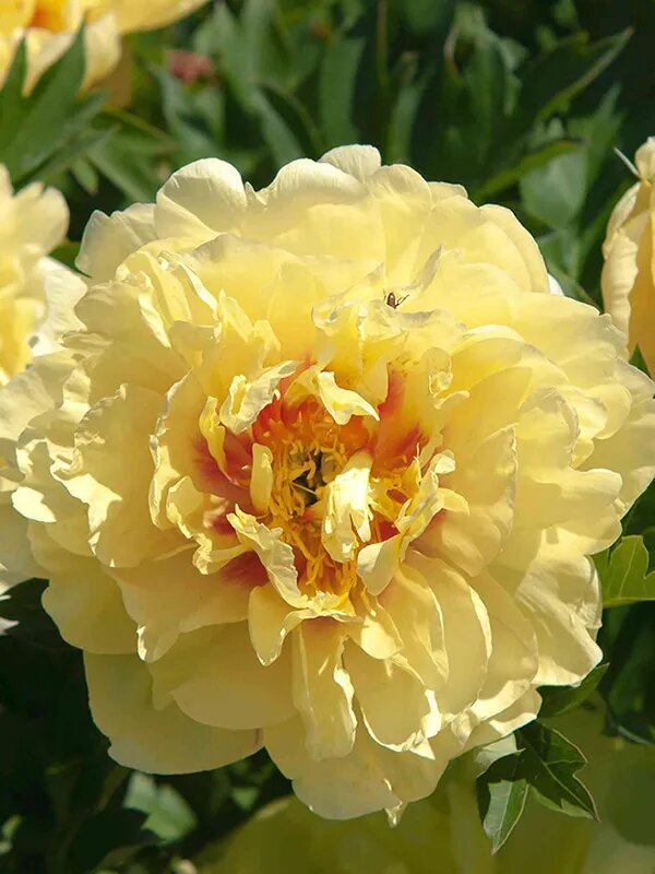 Yellow Bartzella Flower Seeds for Planting – Heirloom Non-GMO High Germination Organic Garden Seeds