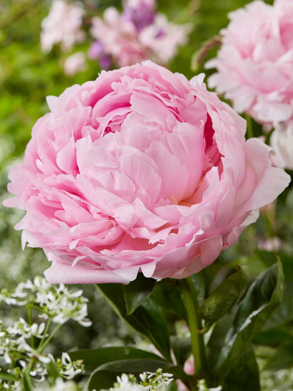 Light Pink Peony Flower Seeds Heirloom Non-GMO High Germination Organic Garden Seeds for Planting