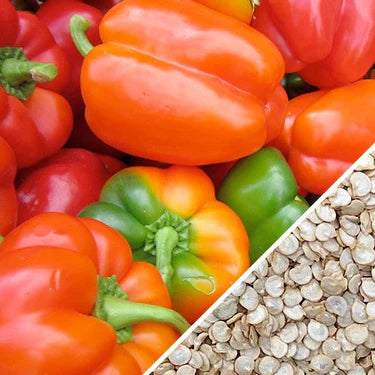 Pimientos Dulces California Wonder, Semillas de Pimiento Morron Verde y Rojo para Siembra en Huerto Casero,