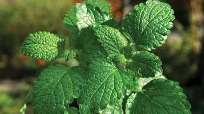 White Peppermint herb seeds