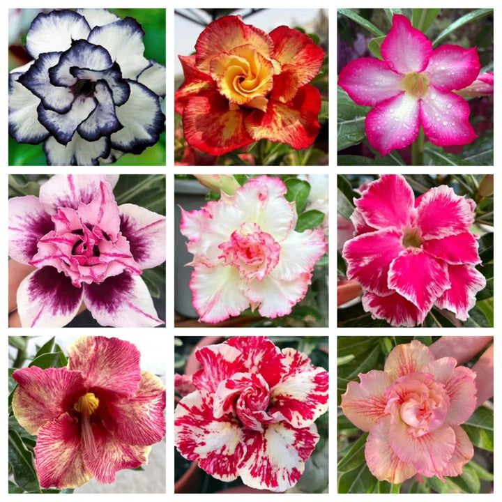 Adenium Rose Flower Seeds Perennial – Heirloom, Non-GMO, High Germination Organic Garden Seeds for Planting Seeds for Planting