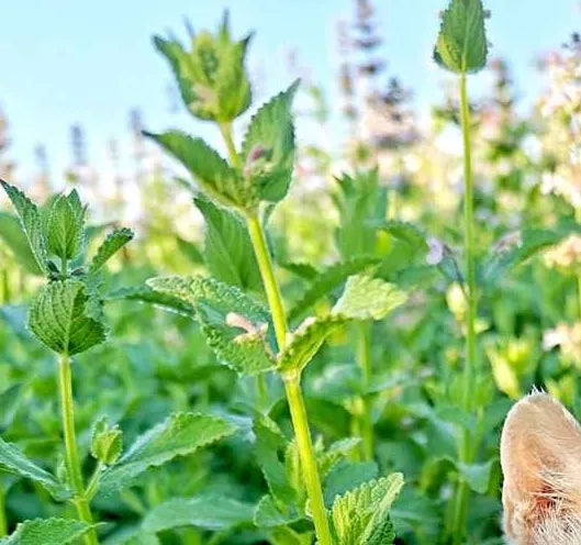 perennialherbnepetacatariaaromaticflowerheirloomnongmohighgerminationorganicgarden flower seeds