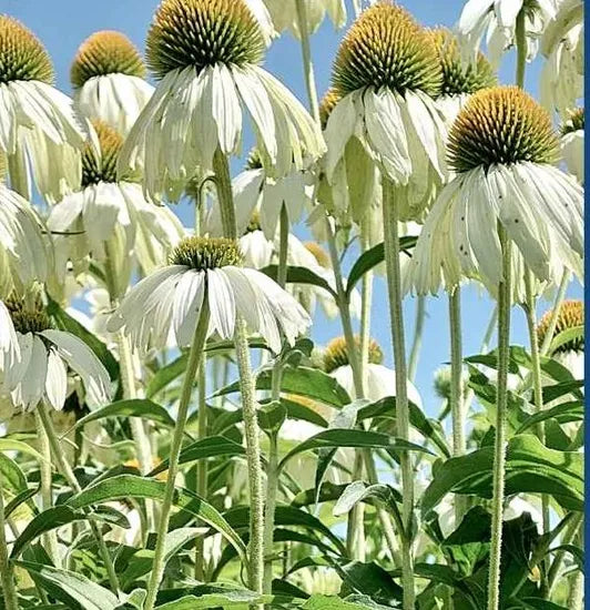 perennialvarietiesflowerechinaceapurpureaflowerheirloomnongmohighgerminationorganicgarden flower seeds