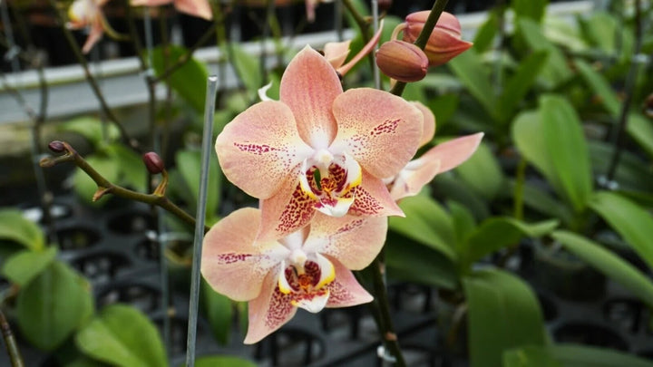 Orchid Flower Seeds Perennial – Heirloom, Non-GMO, High Germination Seeds