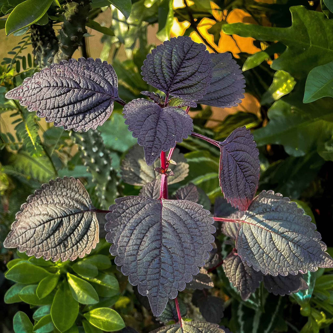 Green Shiso herb seeds