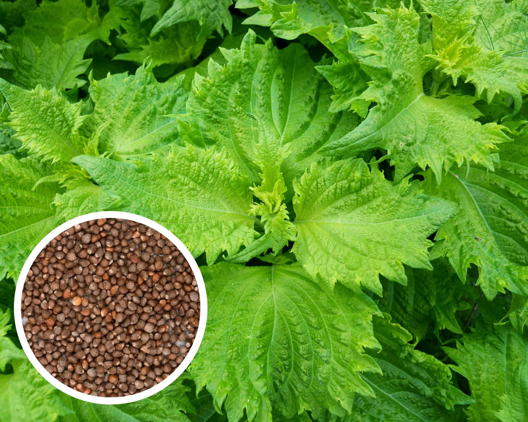Green Perilla herb seeds