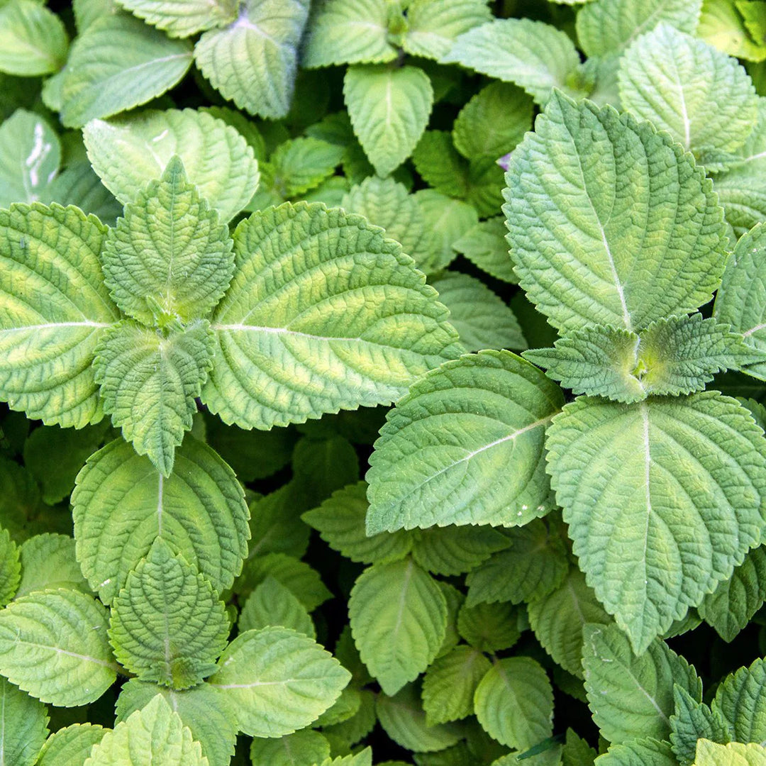 Green Shiso herb seeds