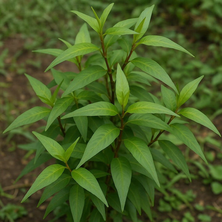 Green Vietnamese Coriander Plant Seeds for Planting | Heirloom Non-GMO High Germination Seeds