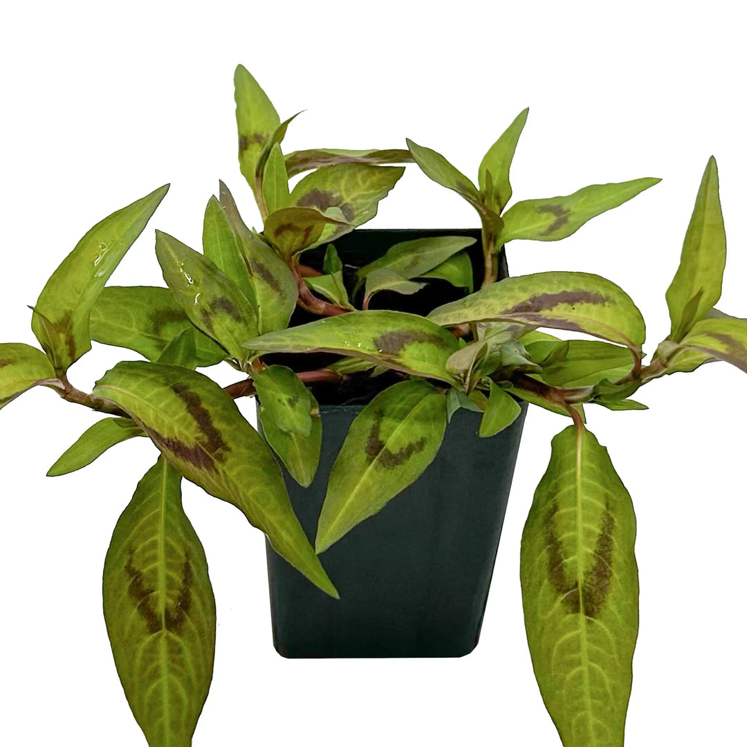 Vietnamese Mint herb seeds