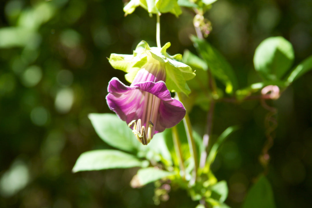 cobaea scandens flower seeds