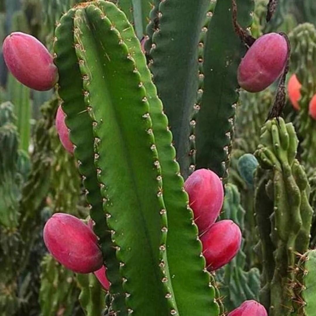 peruvian apple flower seeds