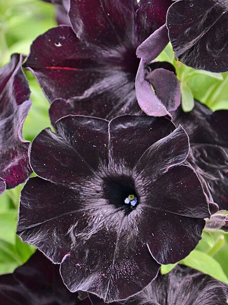 Chocolate Petunia Flower Seeds for Planting – Heirloom Non-GMO High Germination Seeds