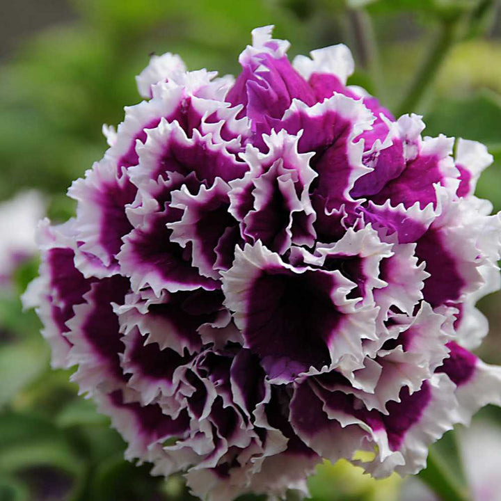 Double Petunia Flower Seeds Purple White Heirloom Non-GMO High Germination Organic Garden Seeds for Planting