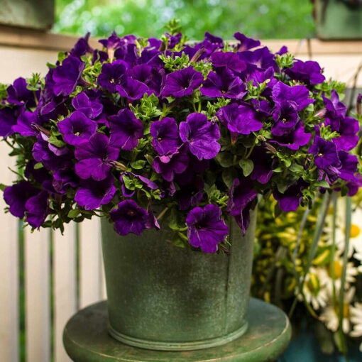 blue petunia flower seeds