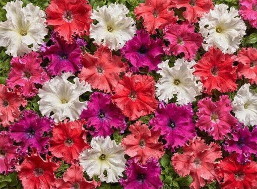petunia fimbriata flower seeds
