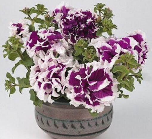 purple petunia flower seeds