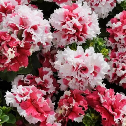 red petunia flower seeds