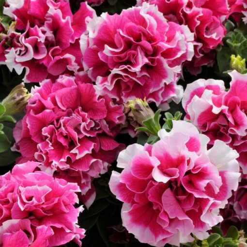 petunia pirouette flower seeds