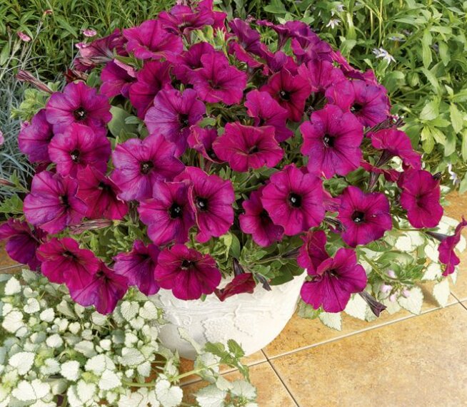 Burgundy Petunia Flower Seeds for Planting – Heirloom Non-GMO High Germination Seeds